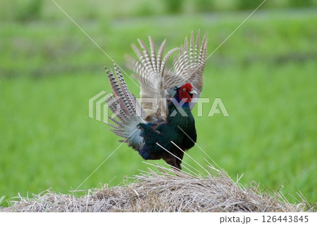 キジ pheasant / Japan 126443845