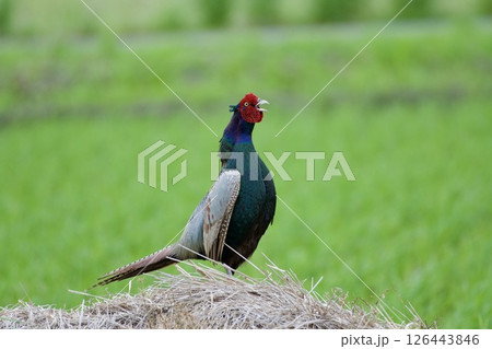 キジ pheasant / Japan 126443846