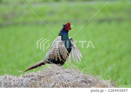 キジ pheasant / Japan 126443847