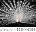 金運up‼︎羽を広げた白孔雀 126444194