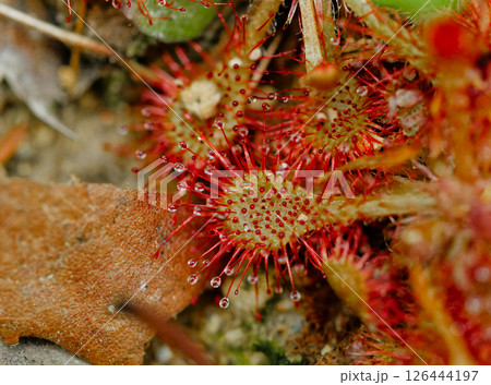 食虫植物モウセンゴケ科トウカイモウセンゴケ 食虫植物モウセンゴケ科トウカイモウセンゴケ 126444197