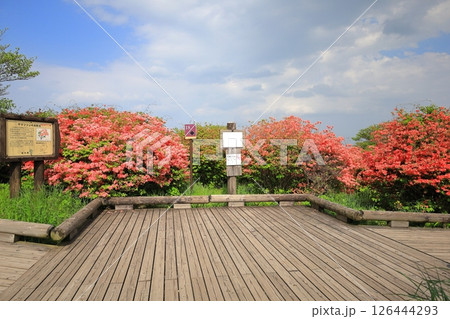 八幡ツツジ群落／栃木県那須町　那須高原 126444293