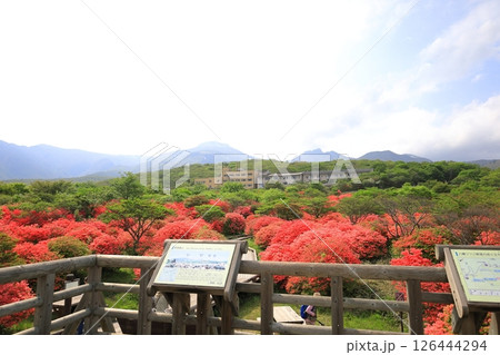 八幡ツツジ群落/栃木県那須町 那須高原 八幡ツツジ群落/栃木県那須町 那須高原 126444294