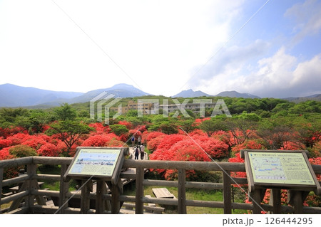 八幡ツツジ群落と那須連山/栃木県那須町 那須高原 八幡ツツジ群落と那須連山/栃木県那須町 那須高原 126444295