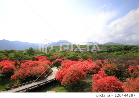 八幡ツツジ群落と那須連山／栃木県那須町　那須高原 126444297