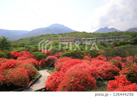 八幡ツツジ群落と那須連山/栃木県那須町 那須高原 八幡ツツジ群落と那須連山/栃木県那須町 那須高原 126444298