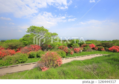 八幡ツツジ群落／栃木県那須町　那須高原 126444317