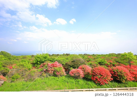 八幡ツツジ群落／栃木県那須町　那須高原 126444318