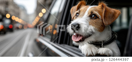 Happy jack russell terrier enjoying car ride through city street, panoramic view 126444397