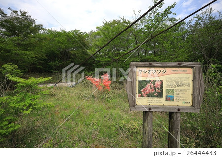 八幡ツツジ群落／栃木県那須町　那須高原 126444433