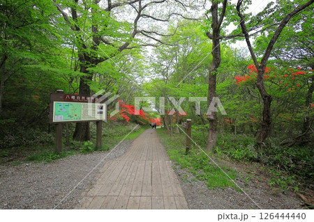 八幡ツツジ群落/栃木県那須町 那須高原 八幡ツツジ群落/栃木県那須町 那須高原 126444440