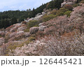 吉野山中千本の桜 126445421