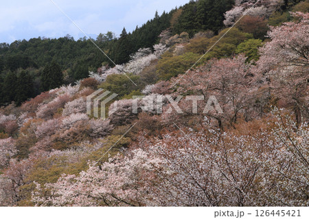 吉野山中千本の桜 吉野山中千本の桜 126445421