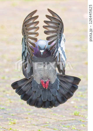 羽ばたくカワラバト 羽ばたくカワラバト 126445625