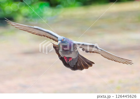 公園で飛行するカワラバト 126445626
