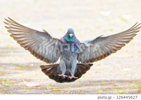 公園に着陸するカワラバト 公園に着陸するカワラバト 126445627