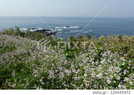 大王崎の八幡さん公園からの海の眺め 126445872