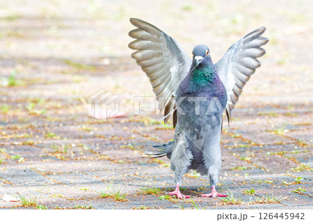 バンザイをするカワラバト バンザイをするカワラバト 126445942