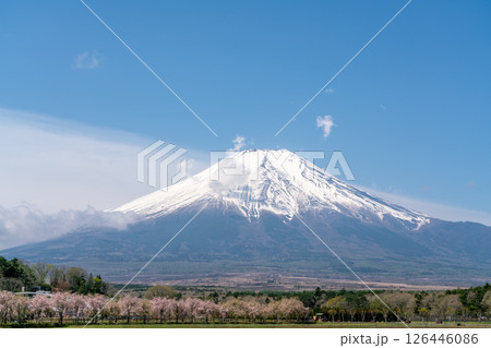 【山梨県】春の青空の下の富士山と桜並木（令和7年5月） 126446086