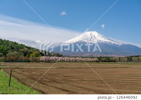 【山梨県】春の青空の下の富士山と桜並木(令和7年5月) 【山梨県】春の青空の下の富士山と桜並木(令和7年5月) 126446092