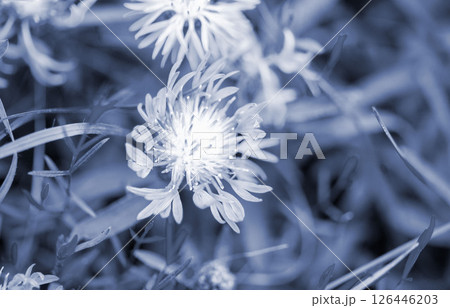 Beautiful blooming blue flower with thin petals and stamen on blurred green background close-up. Natural nature Beautiful blooming blue flower with thin petals and stamen on blurred green background close-up. Natural nature 126446203