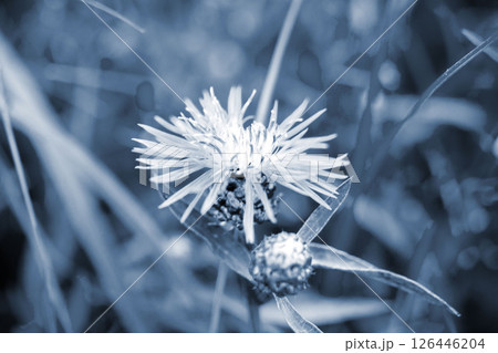 Beautiful blooming blue flower with thin petals and bee on stamen on blurred green background close-up. Natural background Nature backdrop Beautiful blooming blue flower with thin petals and bee on stamen on blurred green background close-up. Natural background Nature backdrop 126446204