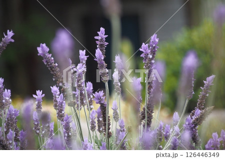 ラベンダーの花が咲いています ラベンダーの花が咲いています 126446349