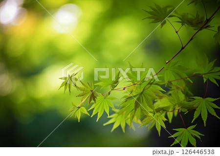 新緑のもみじが輝く自然背景素材 126446538