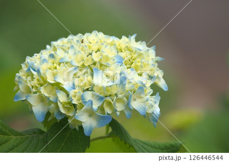 色づく前の紫陽花 色づく前の紫陽花 126446544