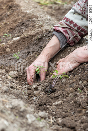Planting tomato seedlings in the ground by hand. Agriculture. 126446563