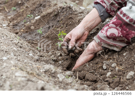 Planting tomato seedlings in the ground by hand. Agriculture. Planting tomato seedlings in the ground by hand. Agriculture. 126446566