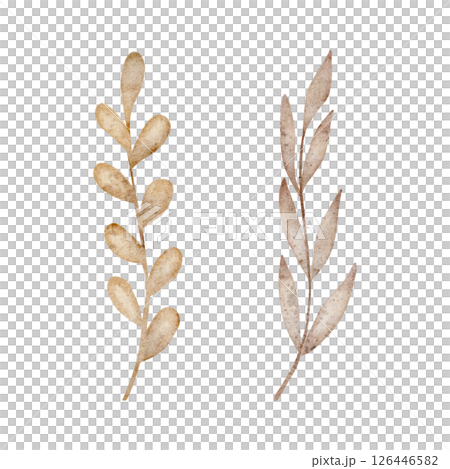 Watercolor pastel beige leaves, herbs, dried flowers branches. Illustration hand drawing isolated on white background in retro style for the design of postcards, clothes, holiday, wedding invitations 126446582