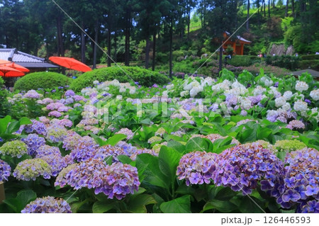 三室戸寺(京都府宇治市)に咲くアジサイの花 三室戸寺(京都府宇治市)に咲くアジサイの花 126446593