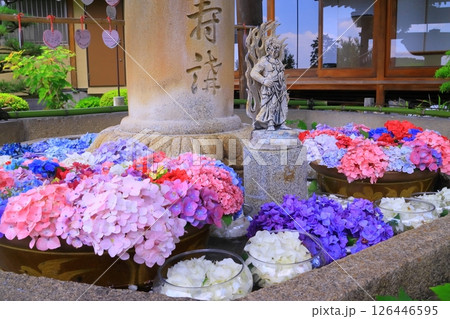 三室戸寺(京都府宇治市)手水舎のアジサイの花 三室戸寺(京都府宇治市)手水舎のアジサイの花 126446595