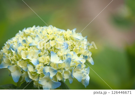 色づく前の紫陽花 色づく前の紫陽花 126446671