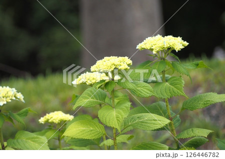 これから咲く紫陽花 126446782