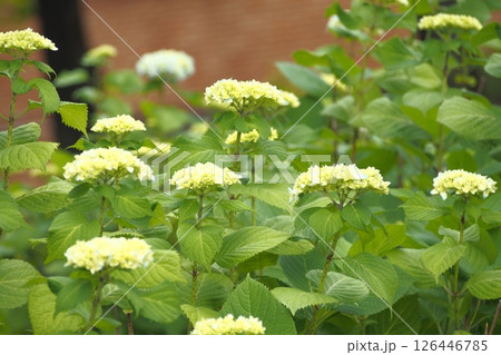 色づく前の紫陽花 126446785