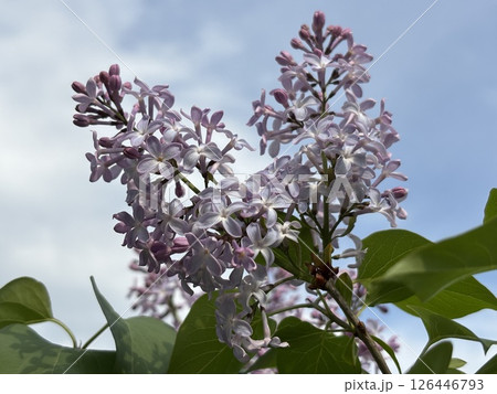 ライラックと青空《北海道》 ライラックと青空《北海道》 126446793