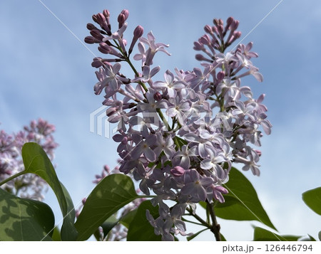 ライラックと青空《北海道》 ライラックと青空《北海道》 126446794