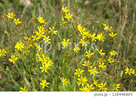 黄色いニガナの花 黄色いニガナの花 126446805