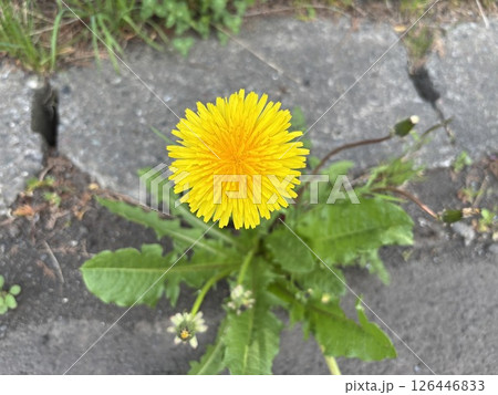 太陽のような大きな花を咲かせるたんぽぽ 126446833