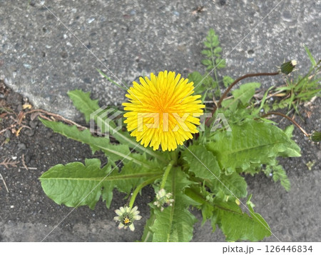 太陽のような大きな花を咲かせるたんぽぽ 太陽のような大きな花を咲かせるたんぽぽ 126446834