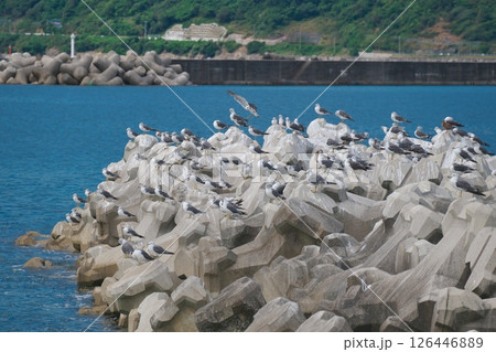 ウミネコの群れ(十六島湾:出雲市河下町) ウミネコの群れ(十六島湾:出雲市河下町) 126446889