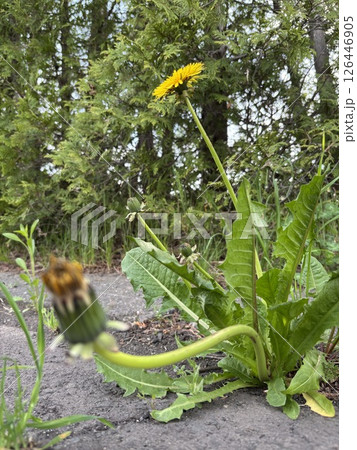 まっすぐに伸びたたんぽぽ 126446905