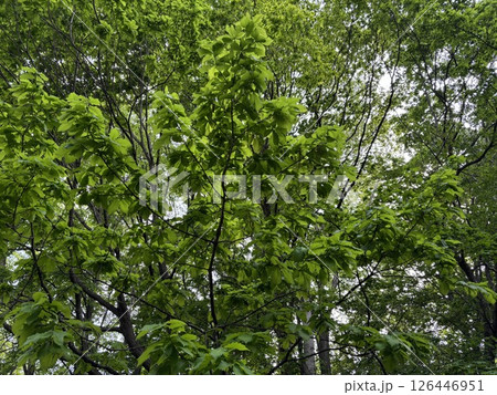 太陽に照らされた春の新緑 126446951