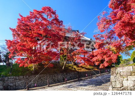 紅葉の下の石畳 金戒光明寺 紅葉の下の石畳 金戒光明寺 126447178