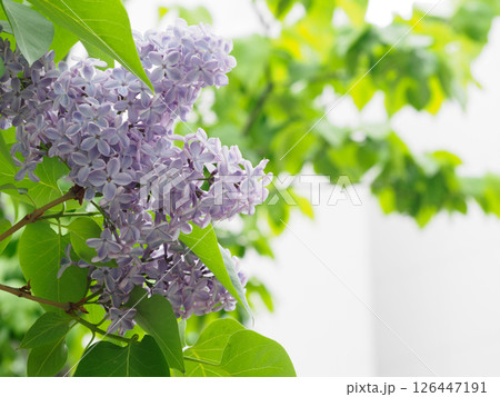 かわいいライラックの花 かわいいライラックの花 126447191