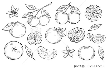 Hand drawn black and white sketch of tangerine fruit branch with leaves. Vector isolated monochrome illustrations set. Engraved style drawing. 126447255