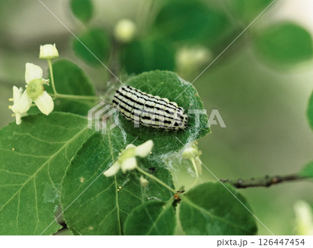 ニシキギ科コマユミの開花とミノウスバ幼虫 ニシキギ科コマユミの開花とミノウスバ幼虫 126447454