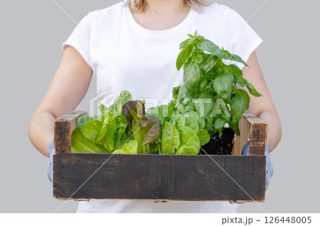Farmer holding crate with freshly harvested basil and lettuce 126448005